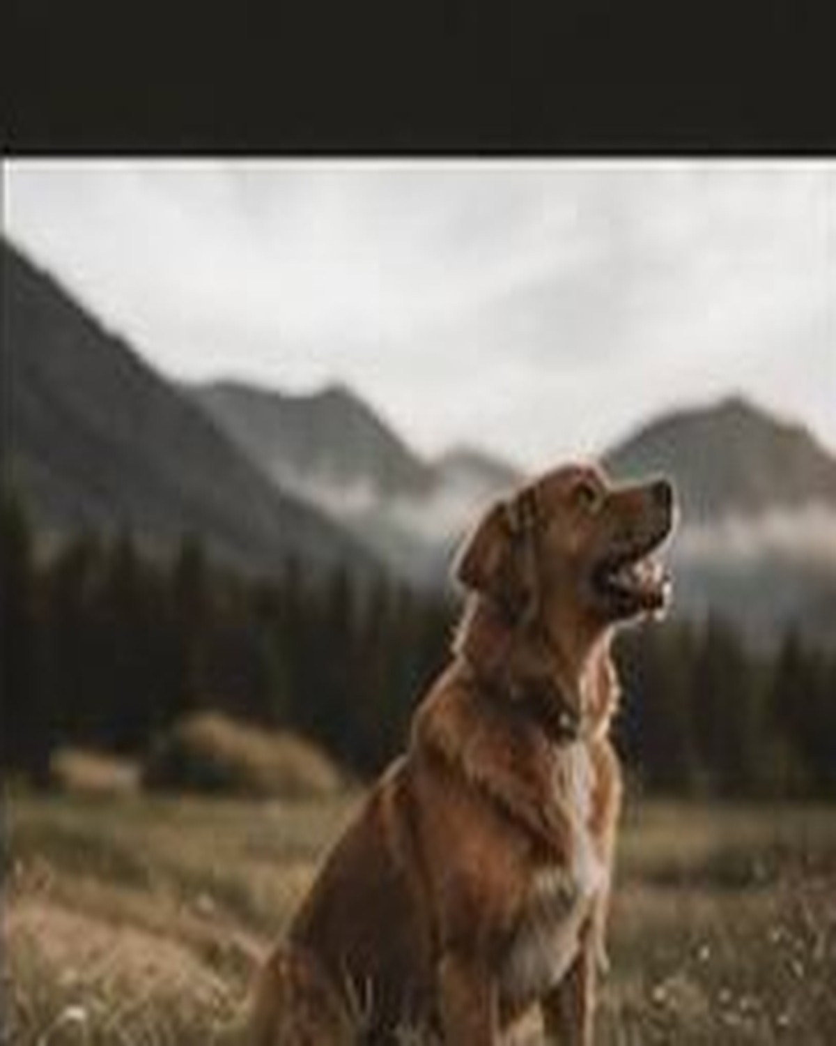 Pets photograph 3