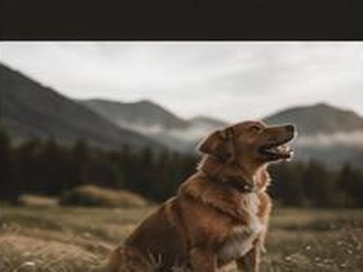 Pets photograph 4