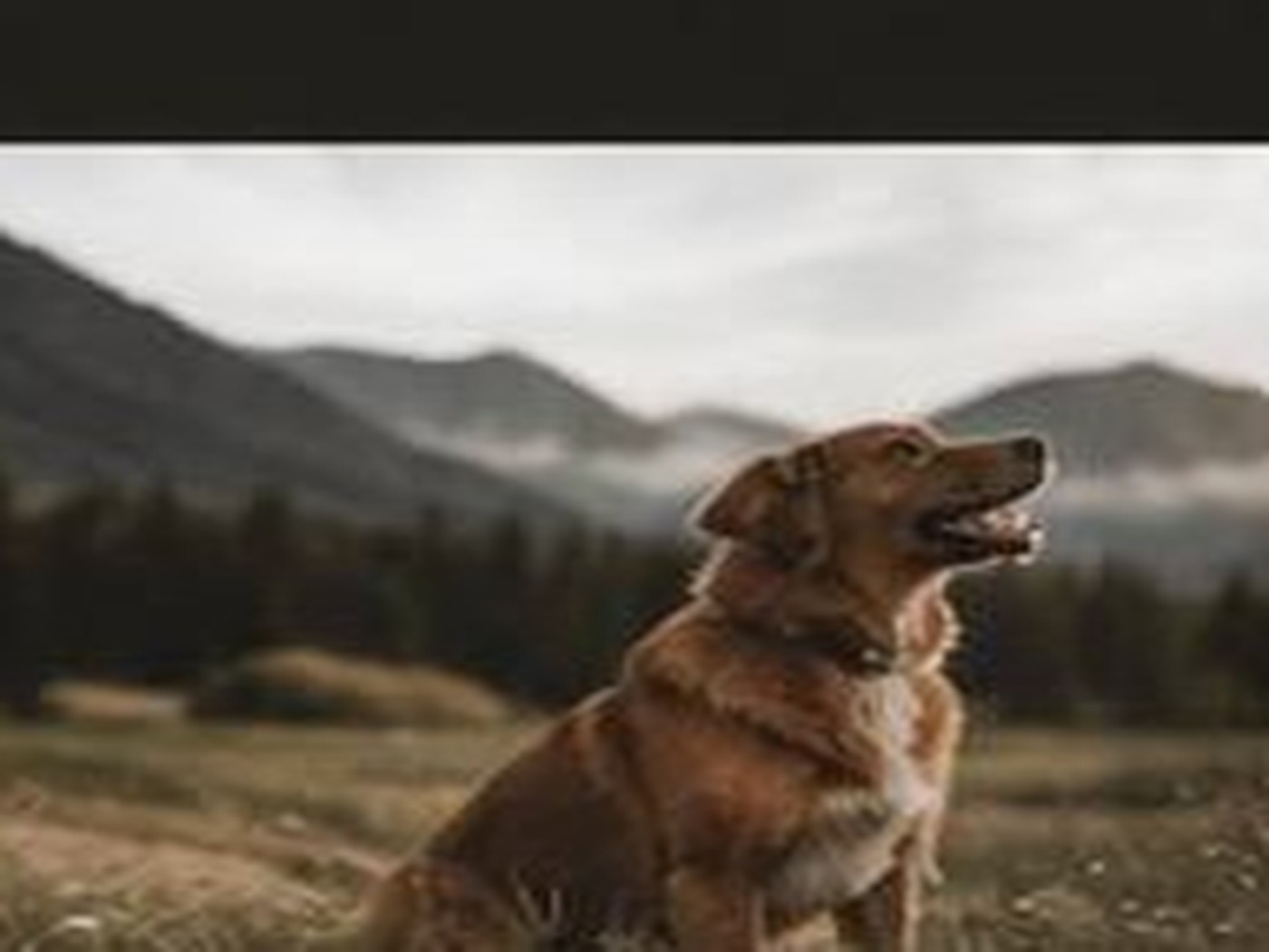 Pets photograph 6