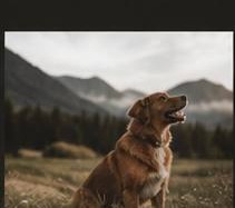 Pet photography