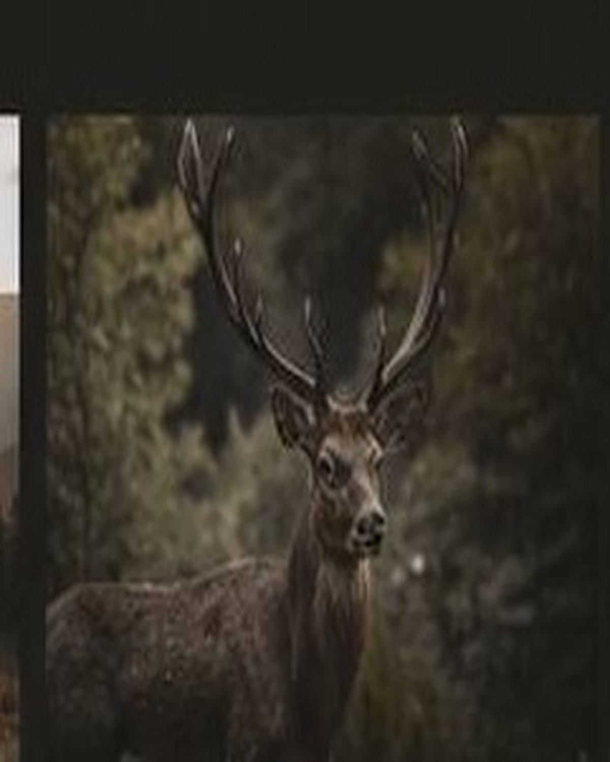 Wildlife photograph 1