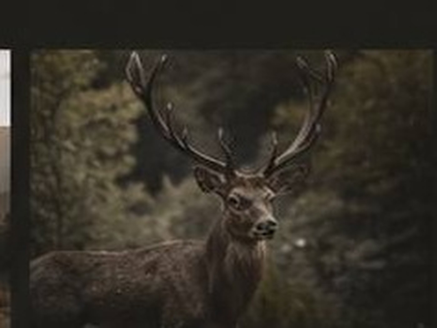 Wildlife photograph 2