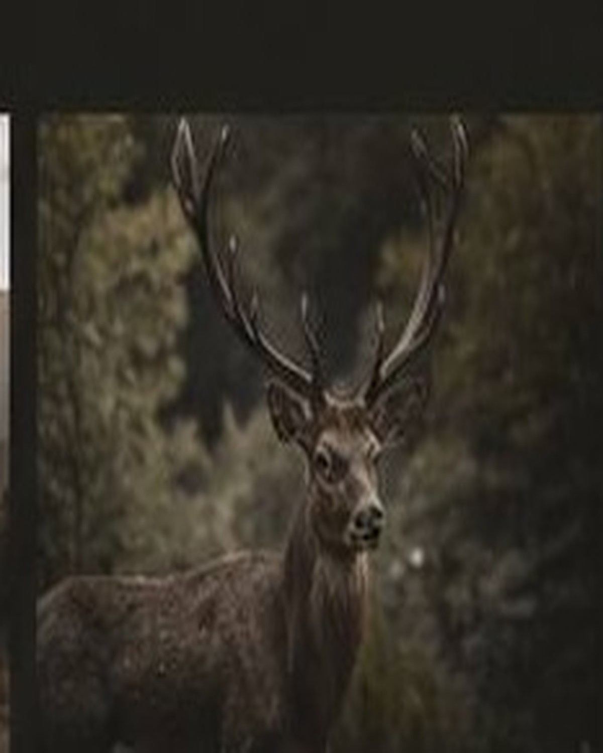 Wildlife photograph 3