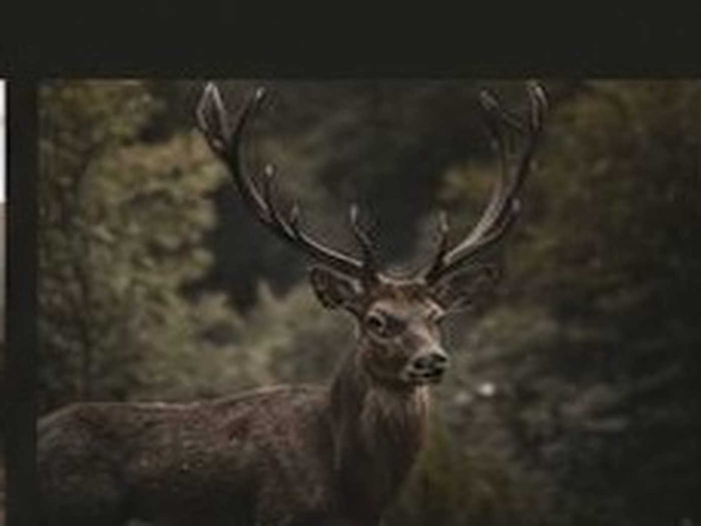 Wildlife photograph 4