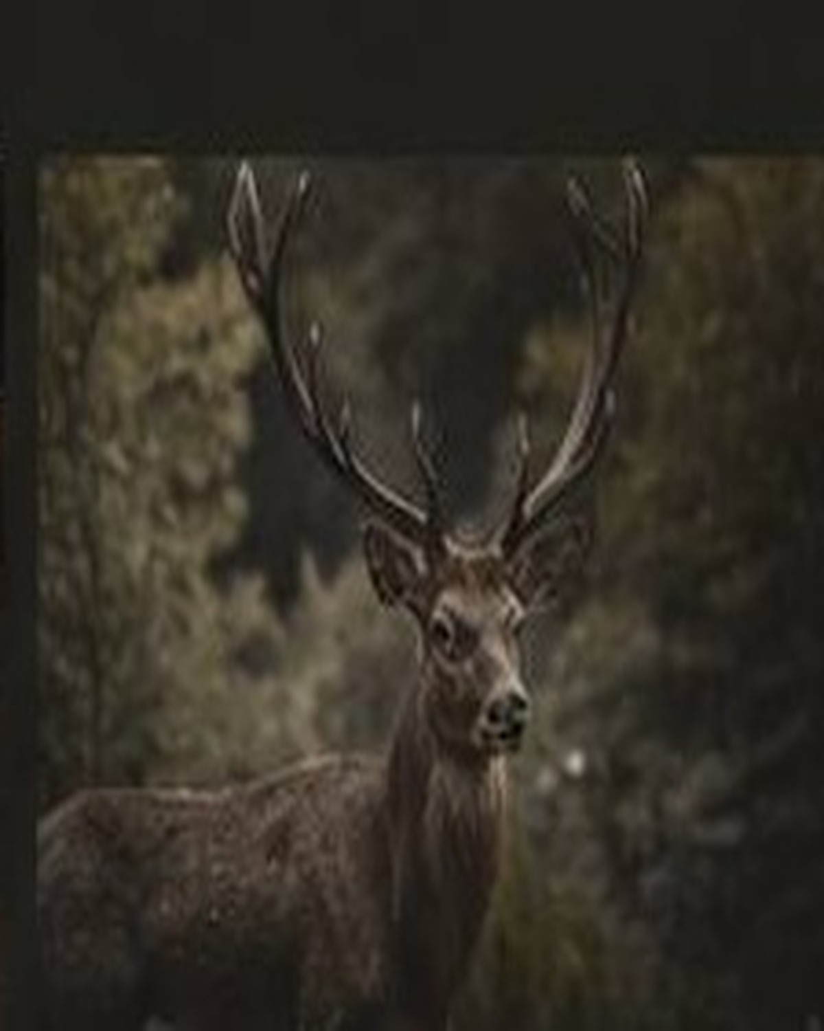 Wildlife photograph 5