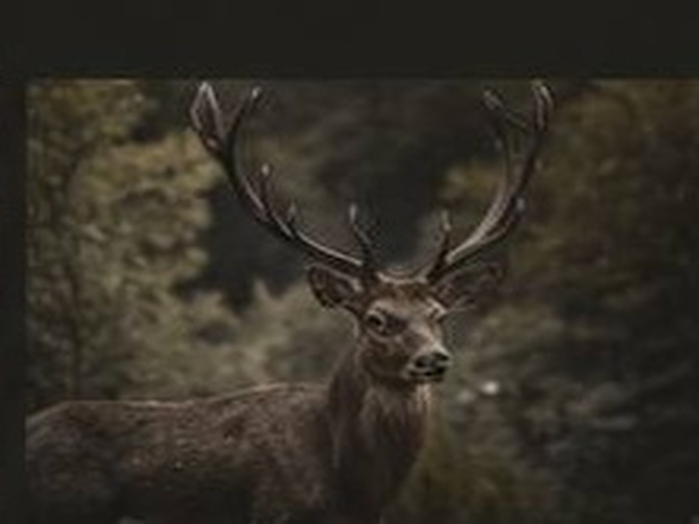 Wildlife photograph 6